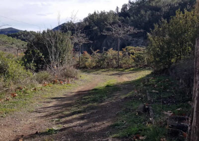 Caminatas por el bosque