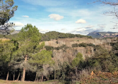 Caminatas por el bosque